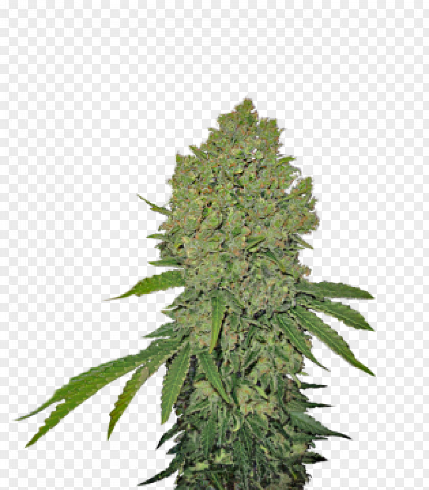 Cannabis Feminized Sensi Seeds Sativa PNG