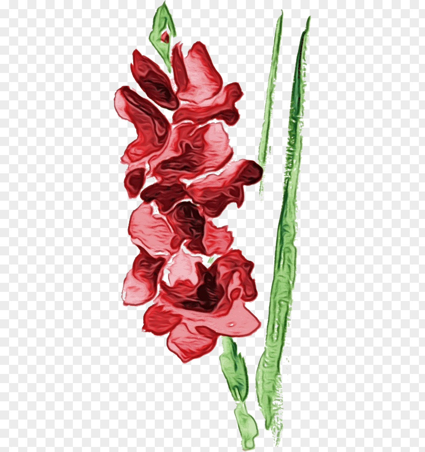 Flower Gladiolus Plant Cut Flowers Tulip PNG