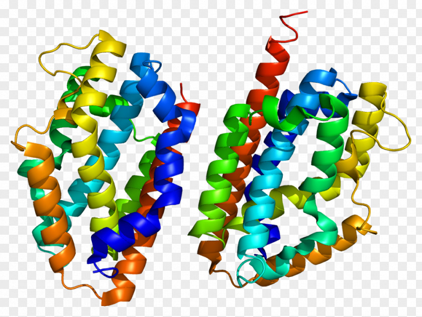 Heme Oxygenase HMOX2 HMOX1 Enzyme PNG