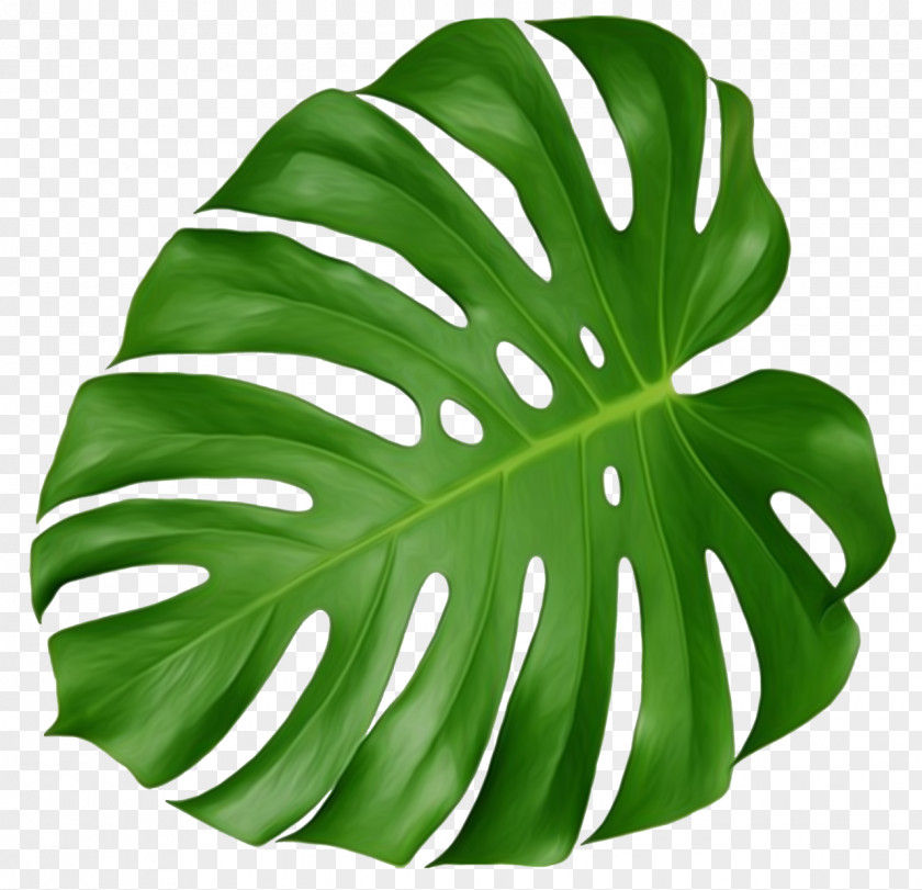 Leafy Flowers Swiss Cheese Plant Leaf Houseplant Leaves PNG