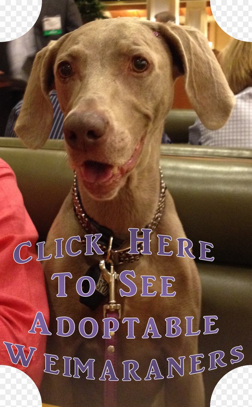 Puppy The Weimaraner Dog Breed Sporting Group PNG