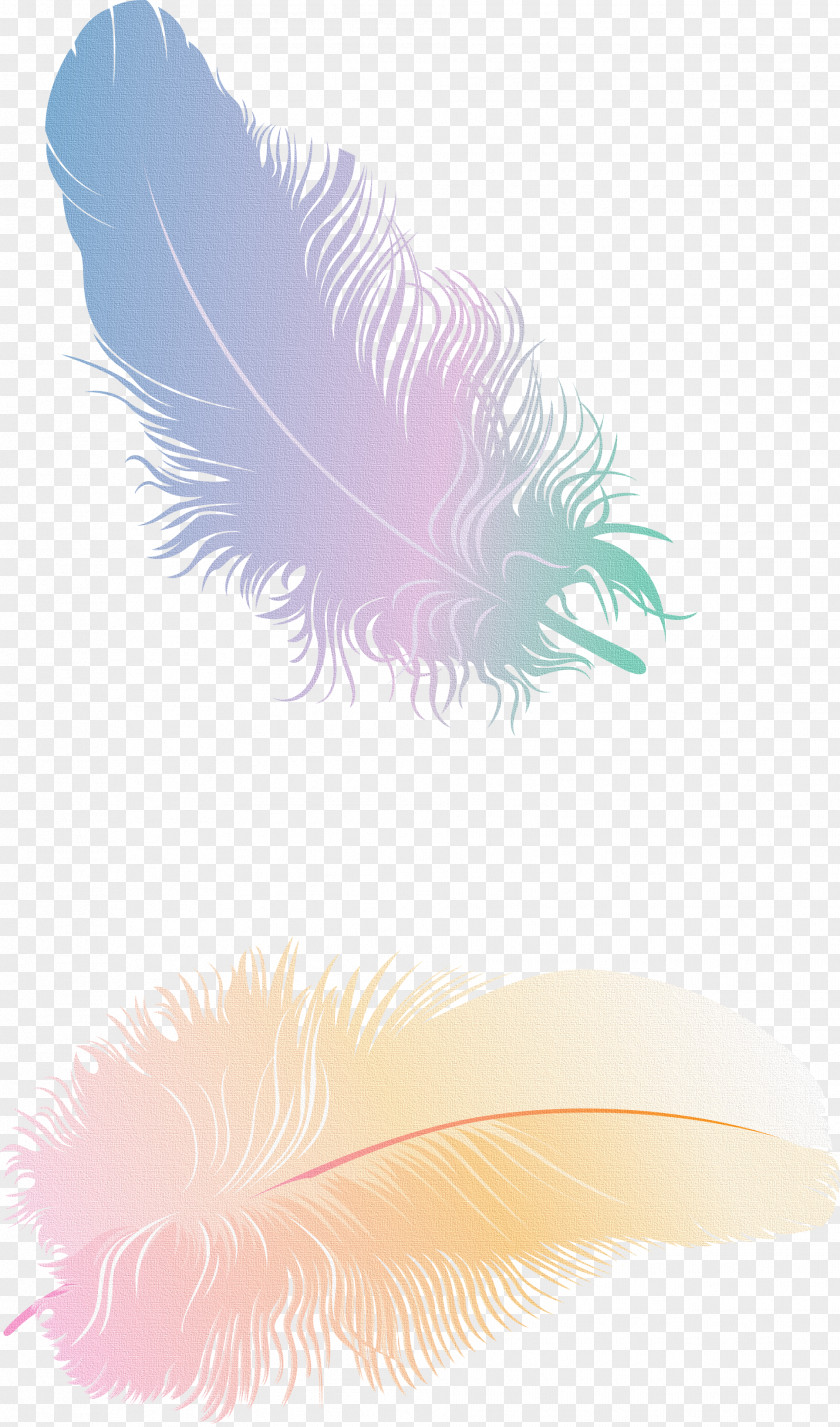 Flies Feather Quill Animal PNG