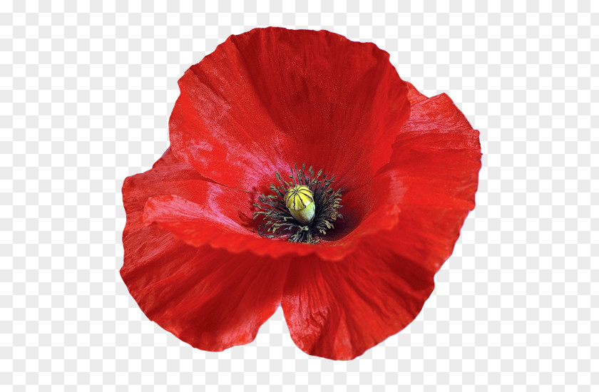 Flower Common Poppy PNG