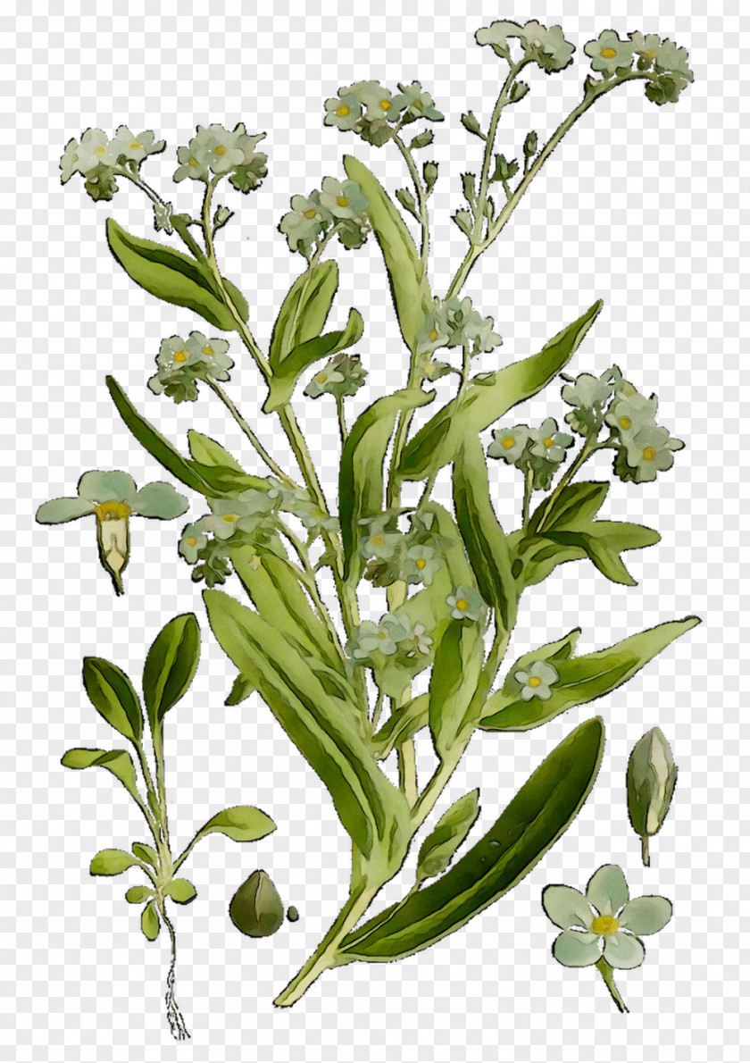 Garden Cress Plant Stem Flower Subshrub Herbalism PNG