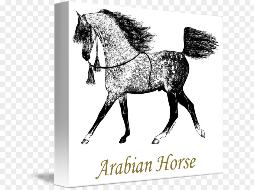 Mustang Arabian Horse Stallion Pony Mane PNG