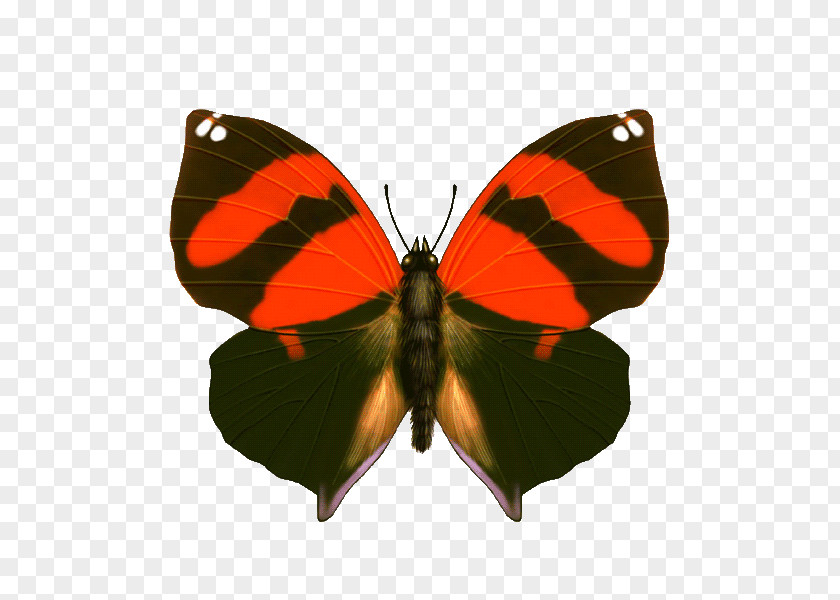 Orange Butterfly Vector Graphics Insect Image PNG