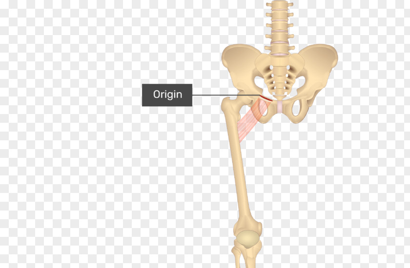 Rectus Femoris Function Pectineus Muscle Sartorius Gracilis Anatomy PNG