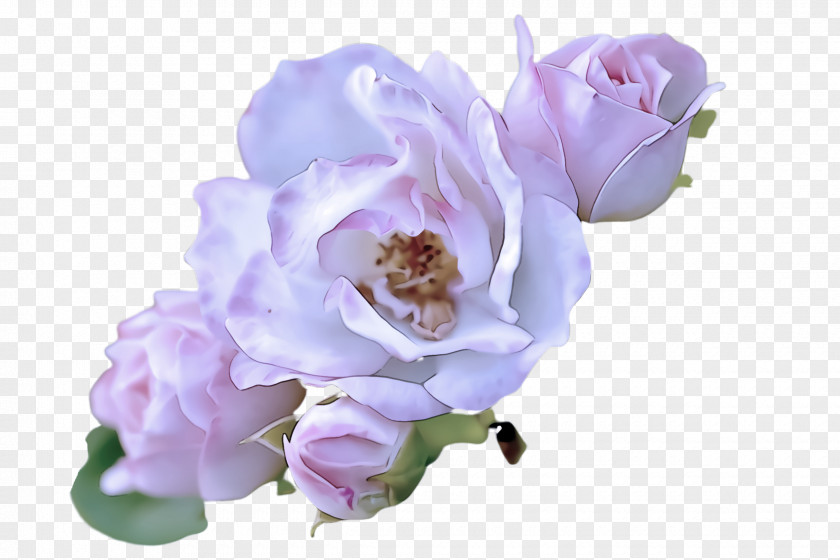 Lavender PNG