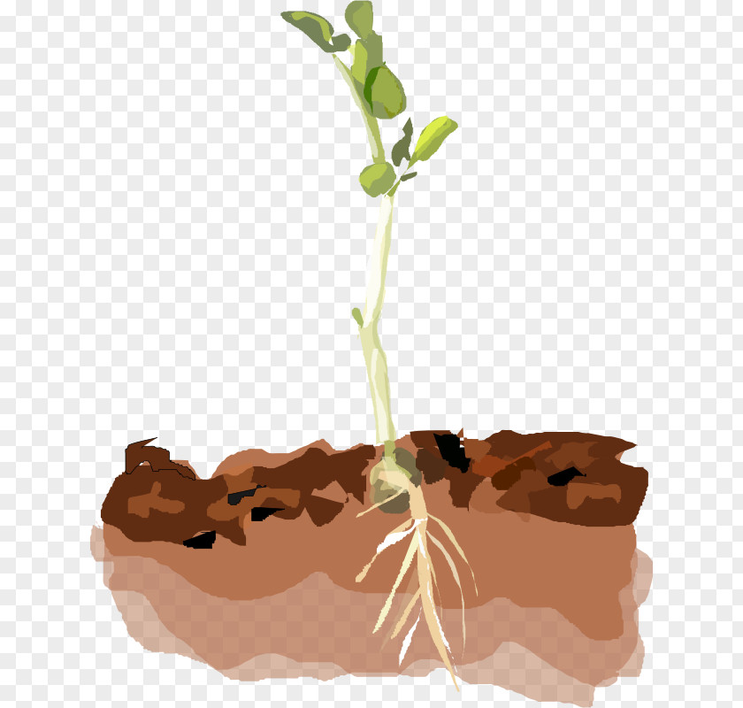 Pea Vine Cliparts Soil Plant Clip Art PNG