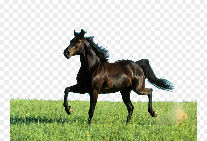 Pentium Horse Missouri Fox Trotter Arabian Tennessee Walking Thoroughbred American Quarter PNG