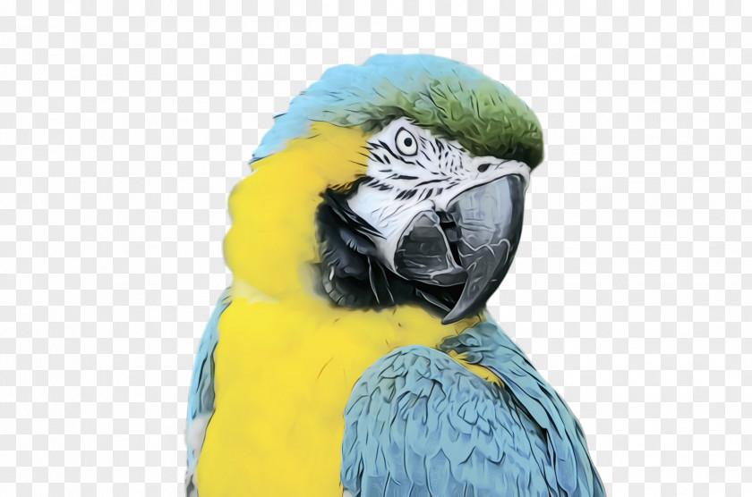 Yellow Budgie Colorful Background PNG