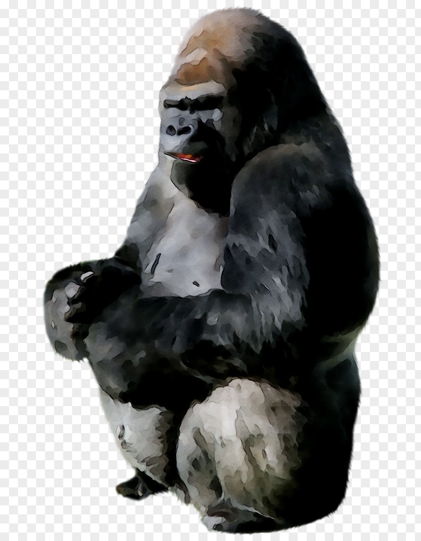 Ape Western Gorilla Image Clip Art PNG