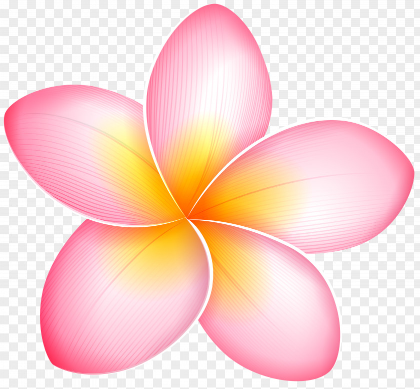 Frangipani Blog Pink Flowers Clip Art PNG