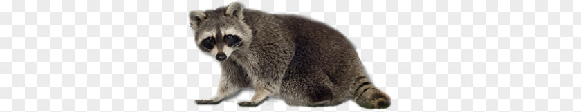 Raccoon PNG clipart PNG