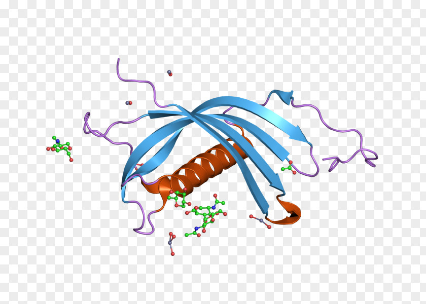 CST7 Cystatin C Protein Gene PNG