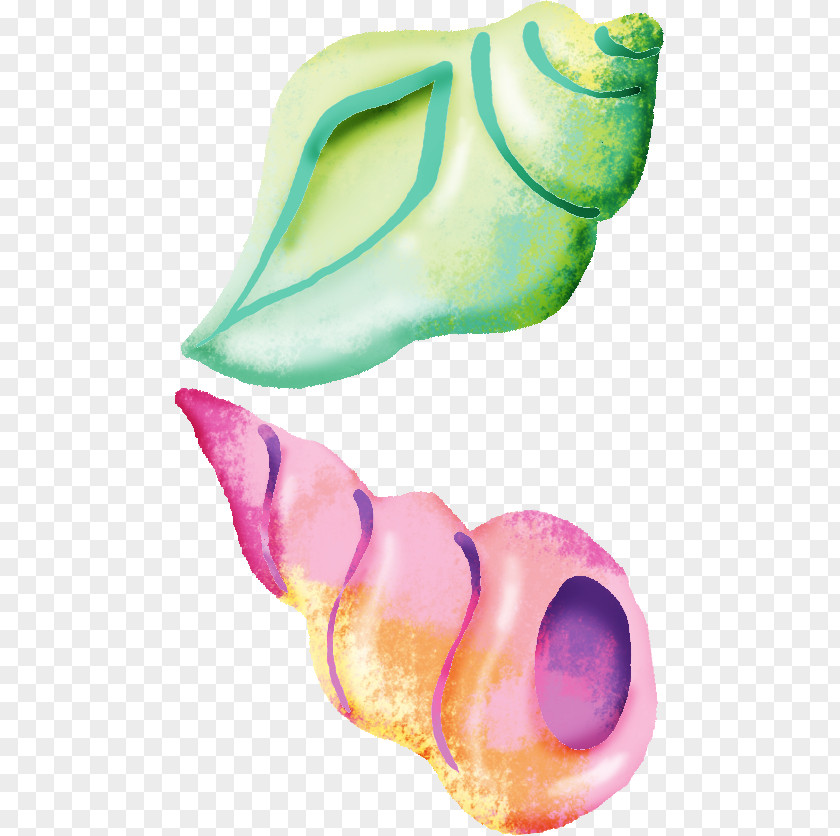 Hand-painted Conch Seashell Sea Snail PNG