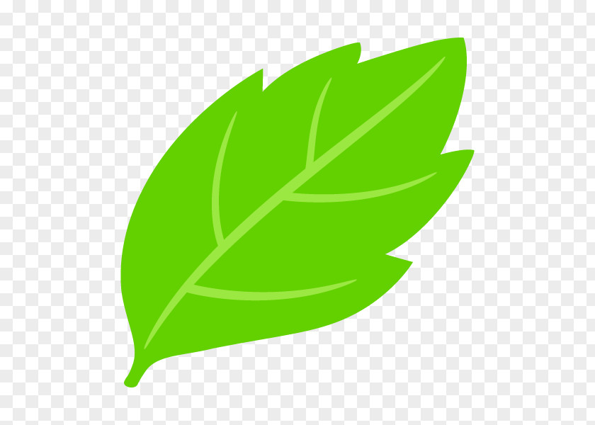Leaf Illustration Plants Graphics Lawyer PNG