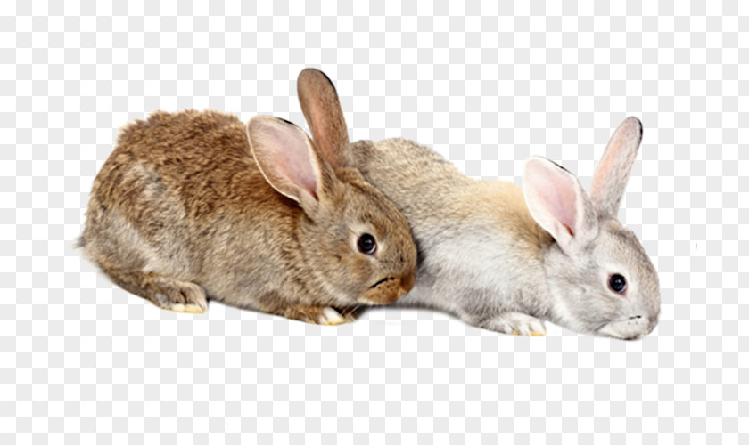 Two Rabbits Domestic Rabbit European Hare Clip Art PNG