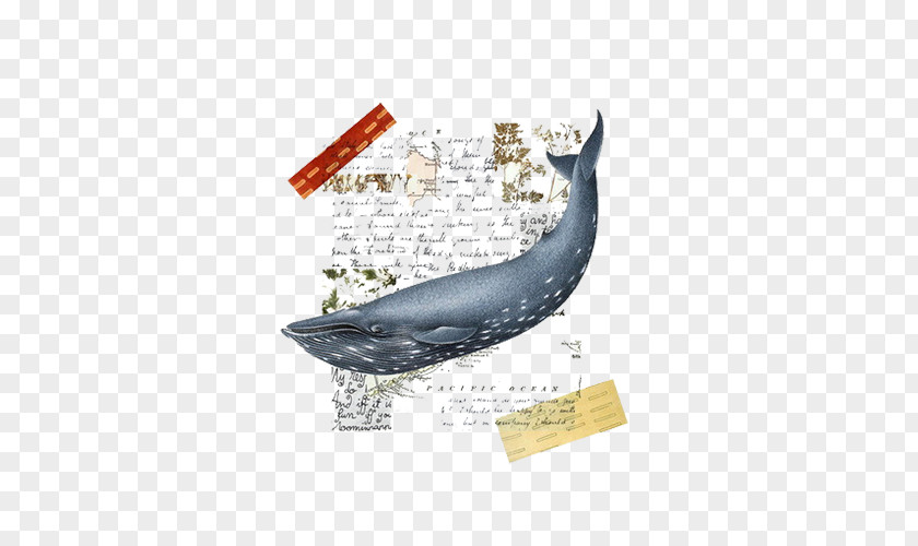 Black Whale Collage Art Poster PNG