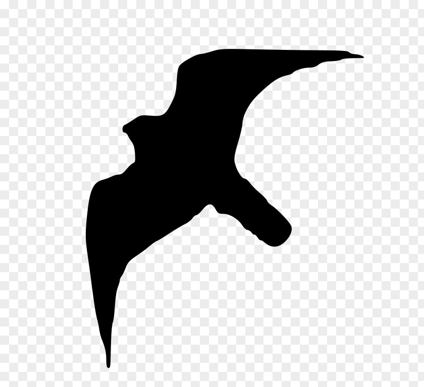 Book Silhouette Peregrine Falcon Bird PNG