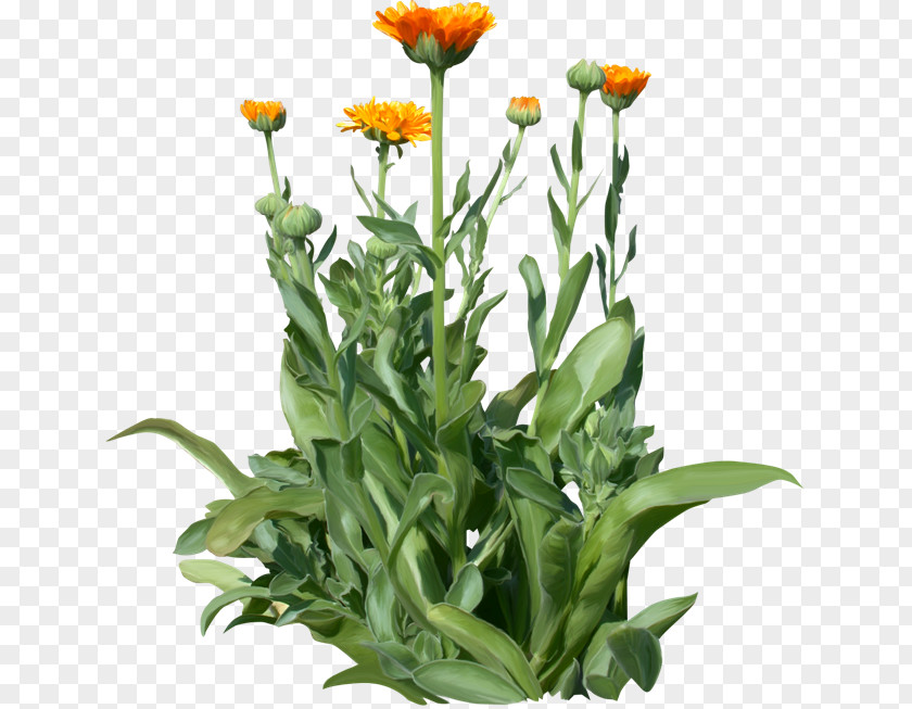 Flower Cut Flowers PNG