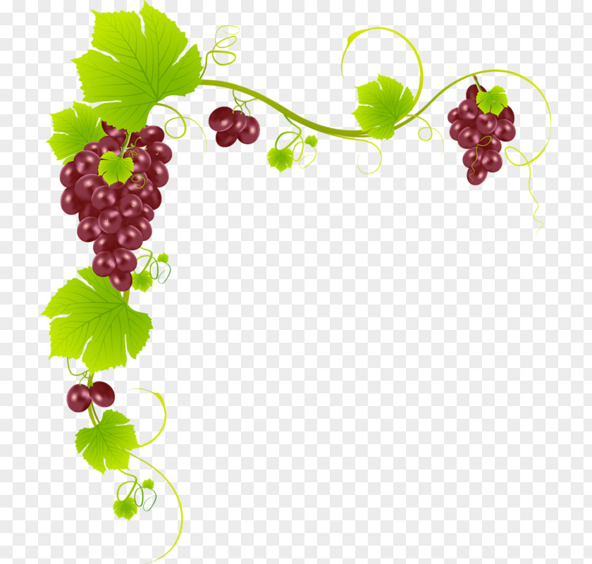 Fruit Vitis Grape Leaves Grapevine Family Seedless Berry PNG