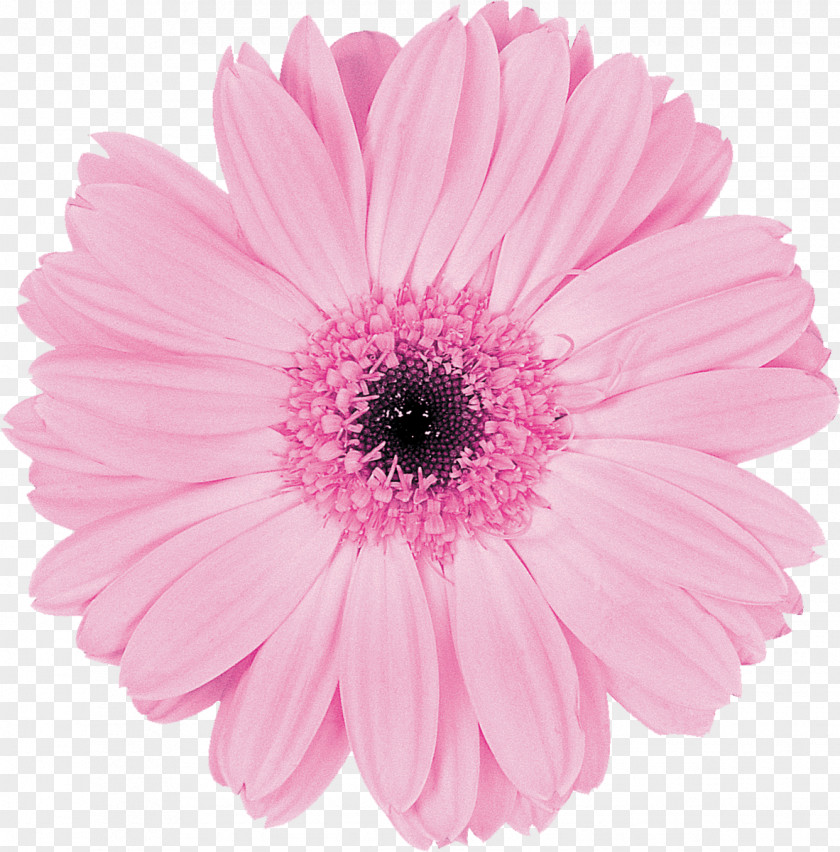 Gerbera Transvaal Daisy Pink Cut Flowers Floristry PNG