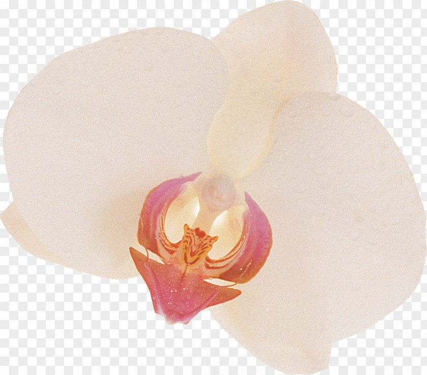 Moth Orchids PNG