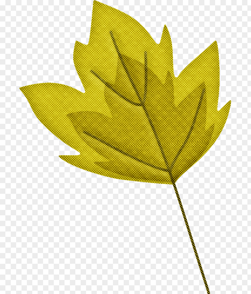 Plane Flowering Plant Maple Leaf PNG