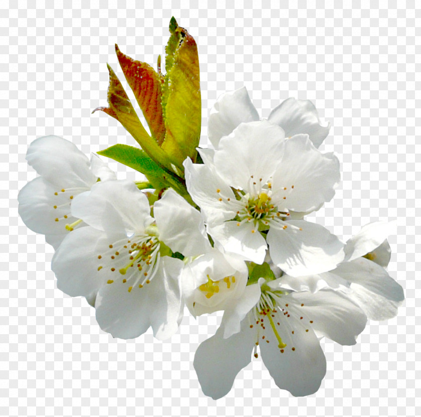 Spring Flower Fruit Tree Pollination PNG