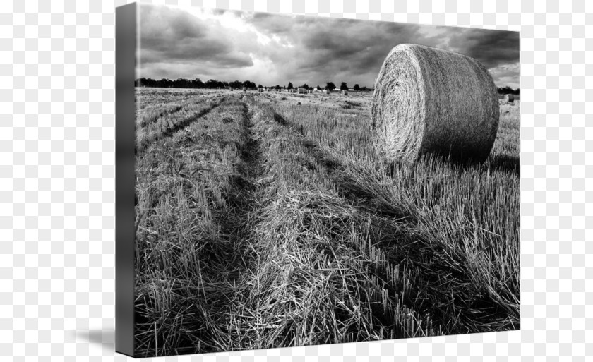 Hay Gallery Wrap Straw Canvas Photography PNG