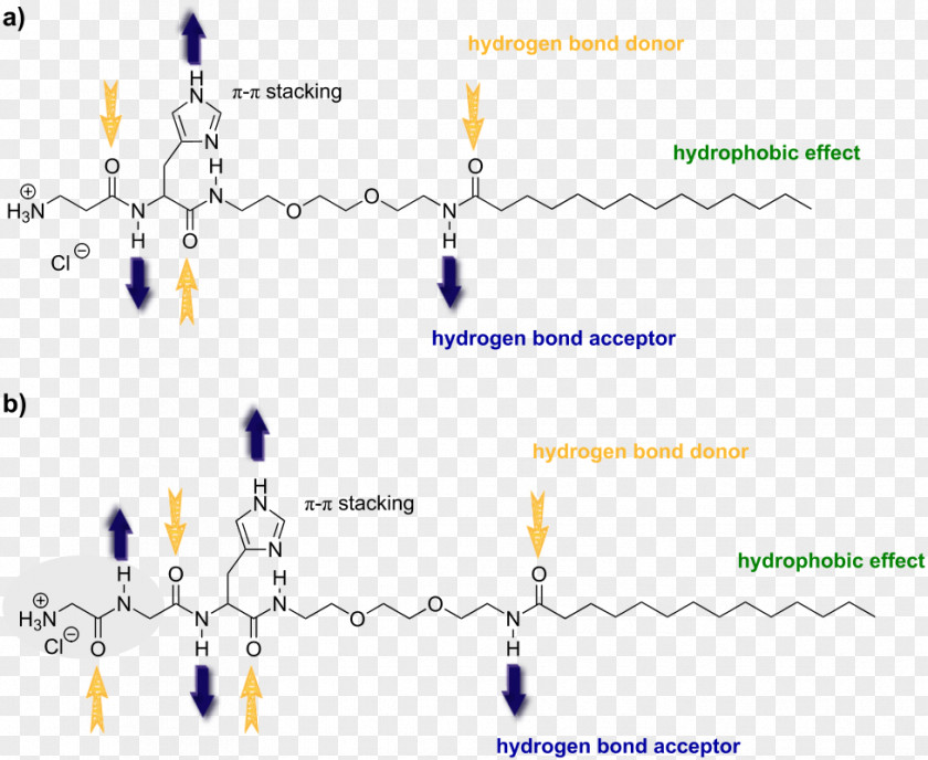 Hydrophile Hydrophobe Hydrophobic Effect Molecule Van Der Waals Force PNG