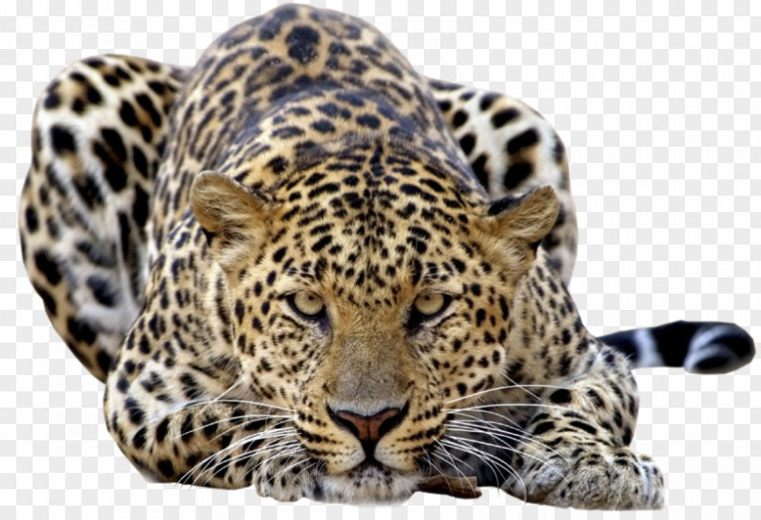 Jaguar Felidae Amur Leopard Snow Tiger PNG