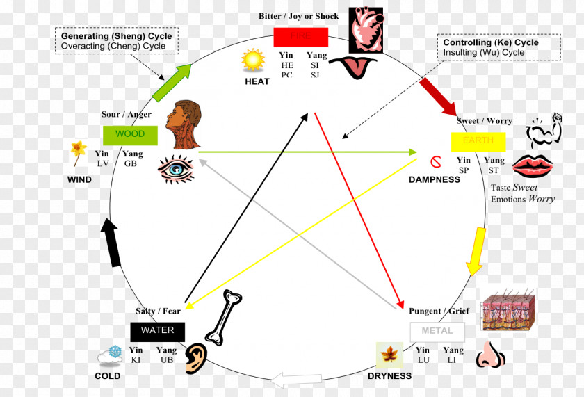 Business Element Chart Traditional Chinese Medicine Wu Xing Success With Numeracy For The QTS Skills Test Acupuncture PNG