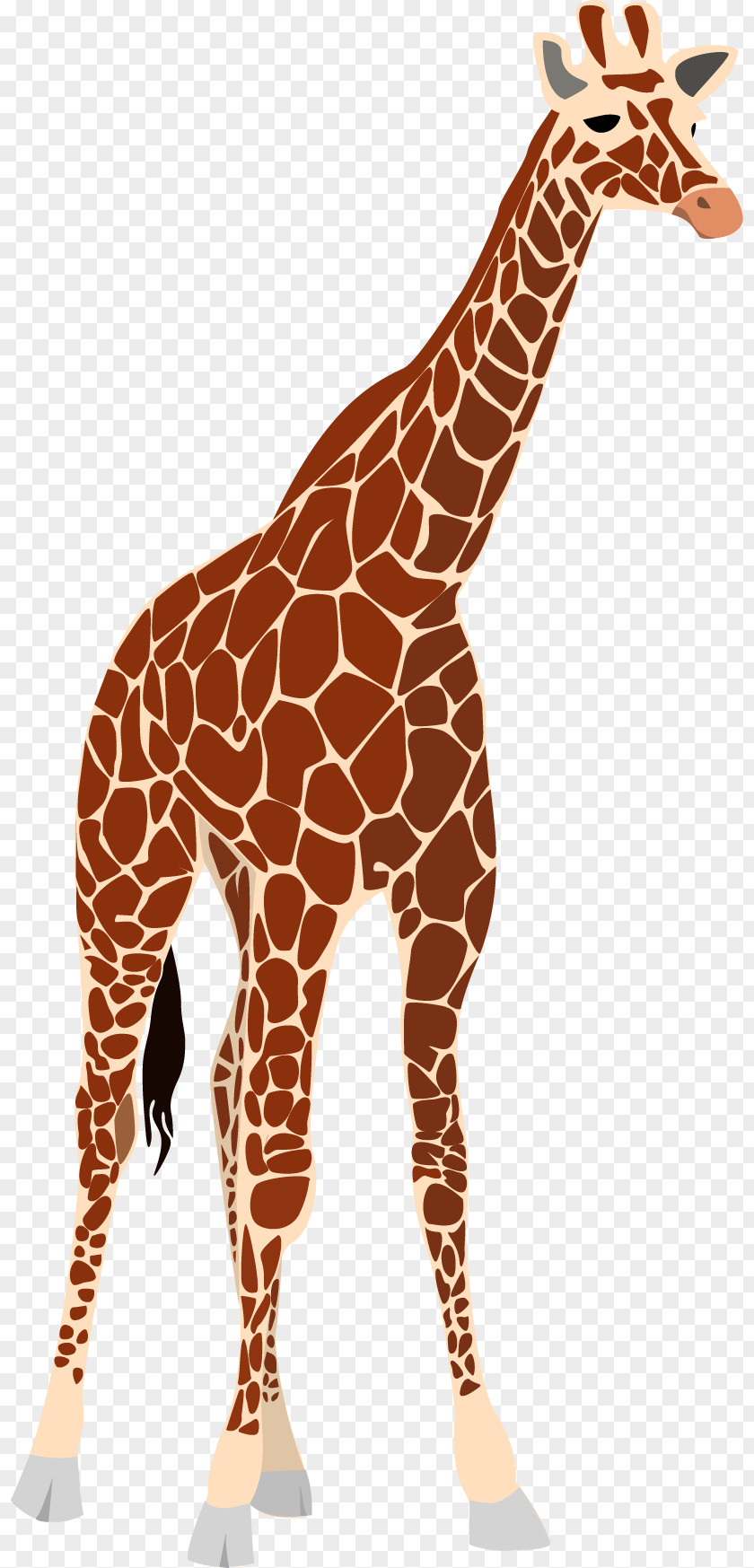 Giraffe Vector Okapi Clip Art PNG