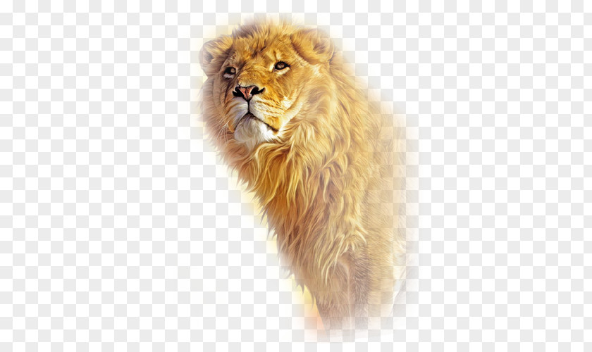 Lion Material PNG material clipart PNG