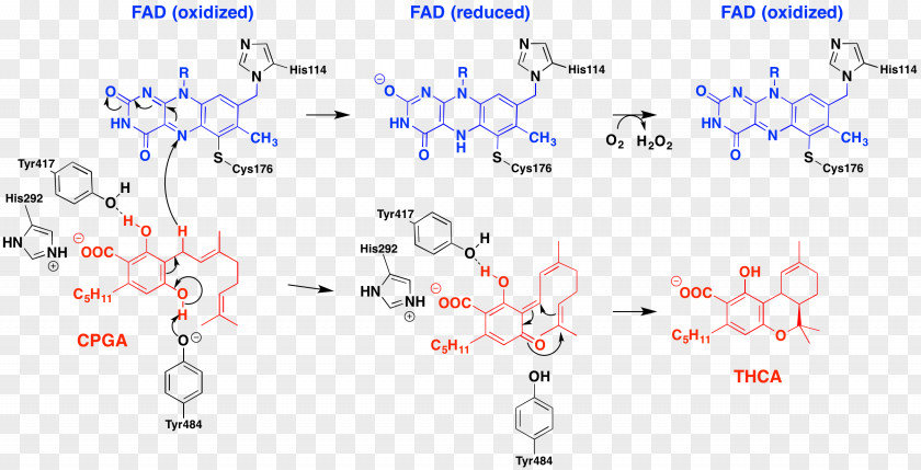 Mechanism Tetrahydrocannabinolic Acid Synthase Decarboxylation Enzyme Cannabinoid PNG