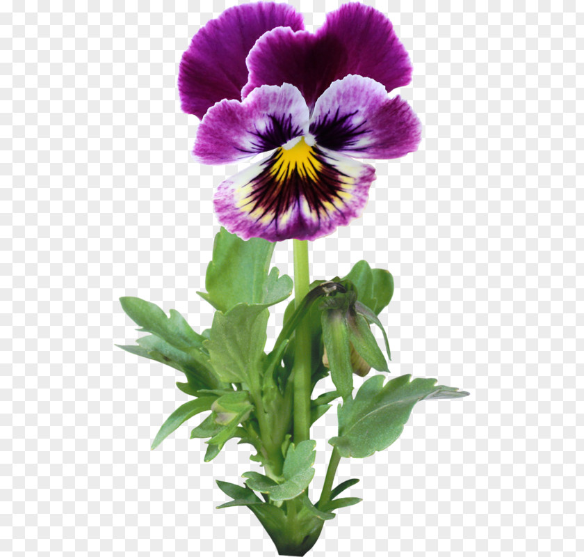 Pansy Flower Garden PNG