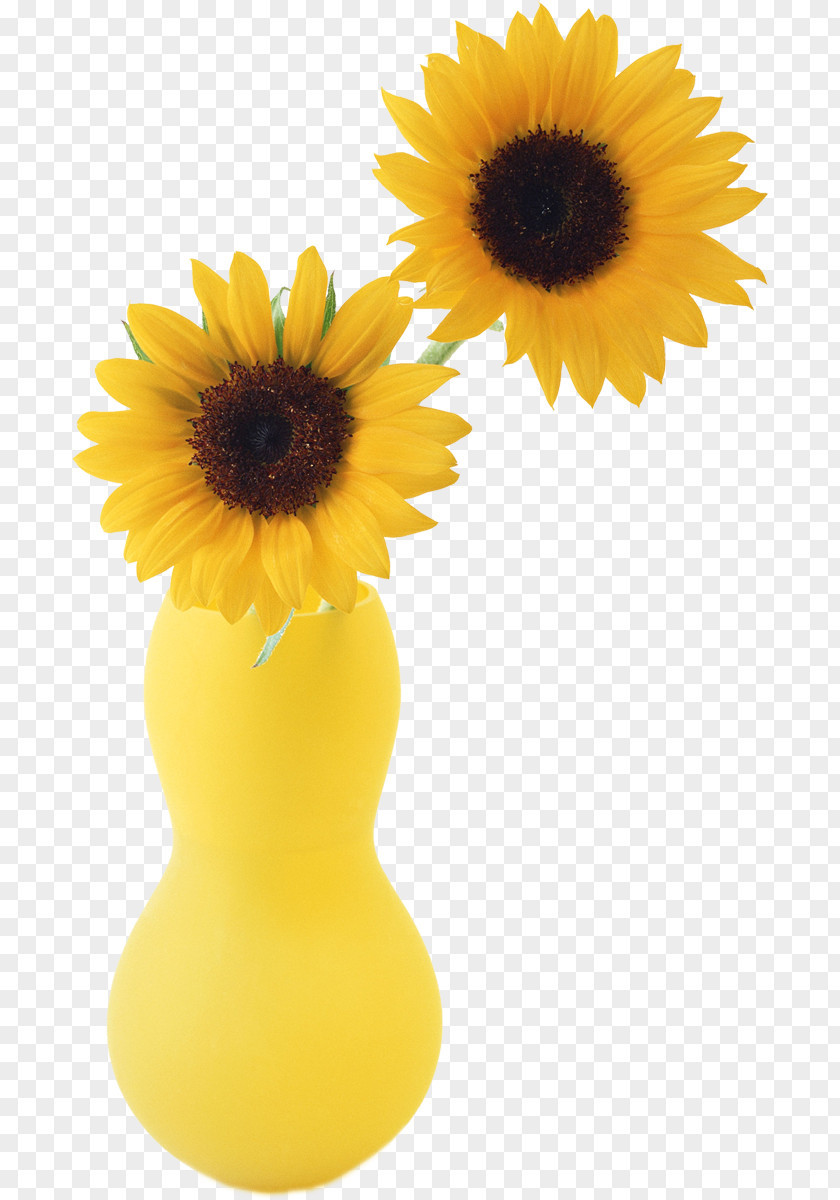 Sunflower Two Cut Sunflowers Student Movement Vase Common PNG
