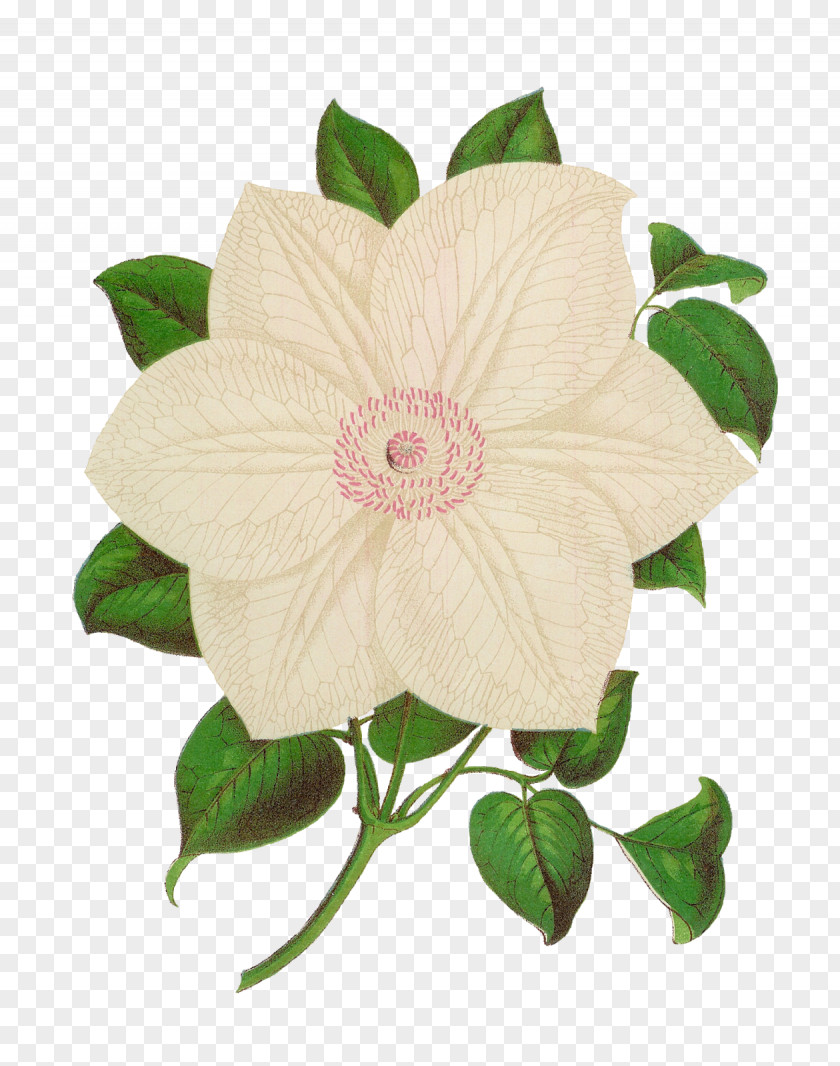 White Rose Centifolia Roses Flower Plant Botany Antique PNG