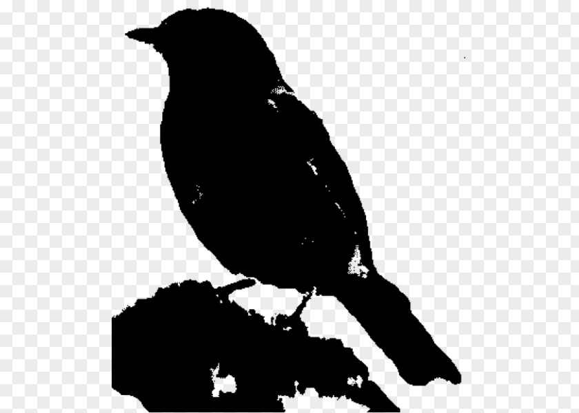 American Crow Fauna Beak Common Raven PNG