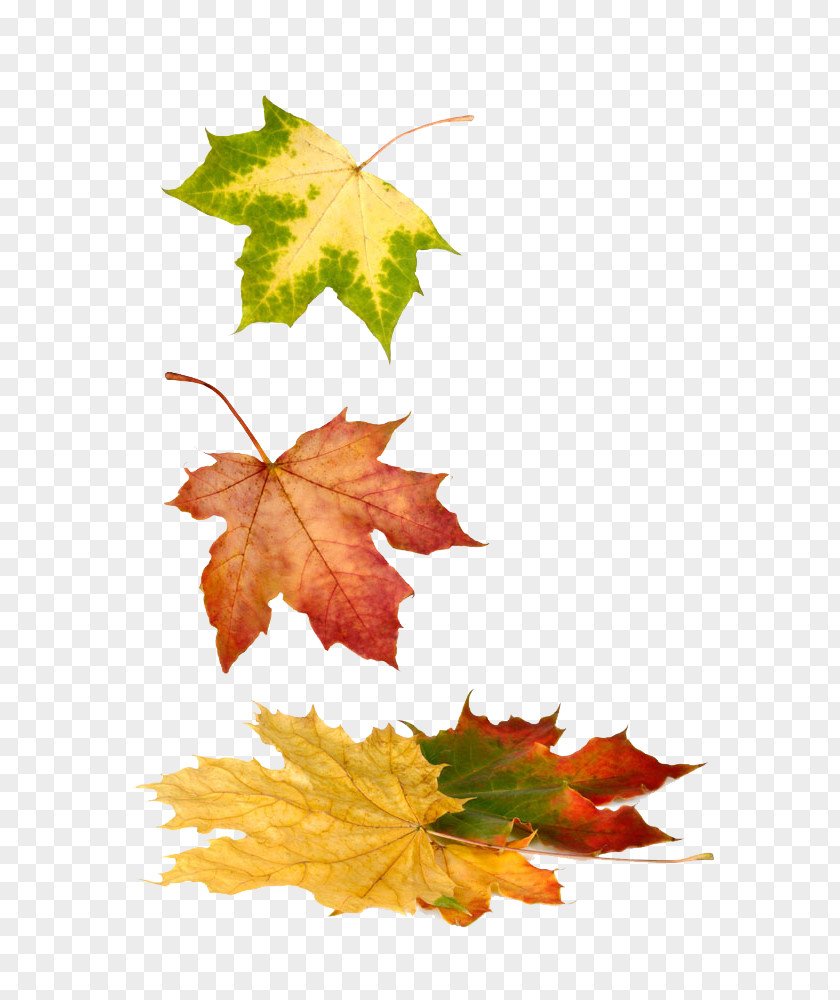 Autumn Maple Leaf Stock Photography Royalty-free PNG