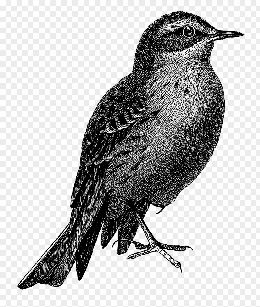 Bird Illustrations Clip Art Work Of PNG