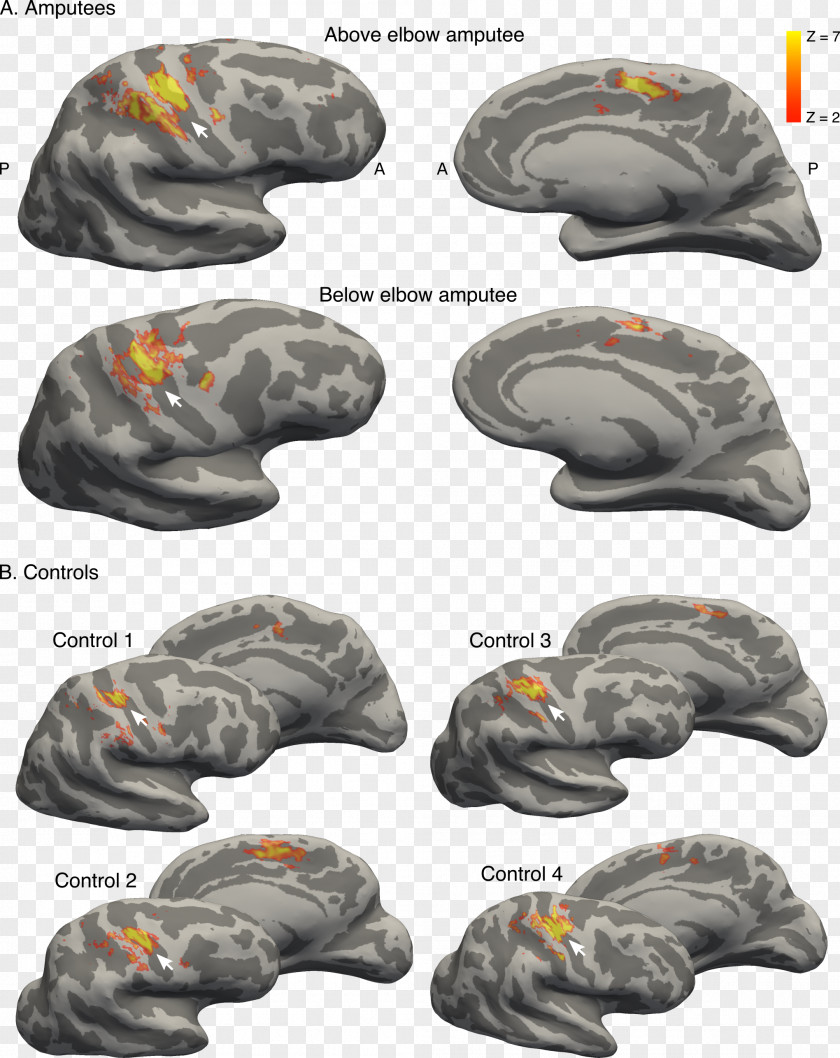 Brain Primary Somatosensory Cortex Finger Cerebral Nervous System PNG