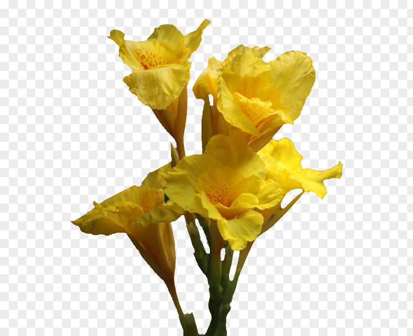 Cannabis Pictures Canna Daffodil Cut Flowers Lilium PNG