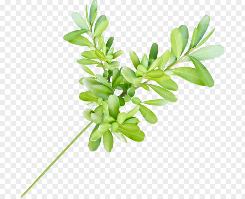 Herb Plant Stem Flower Art Watercolor PNG