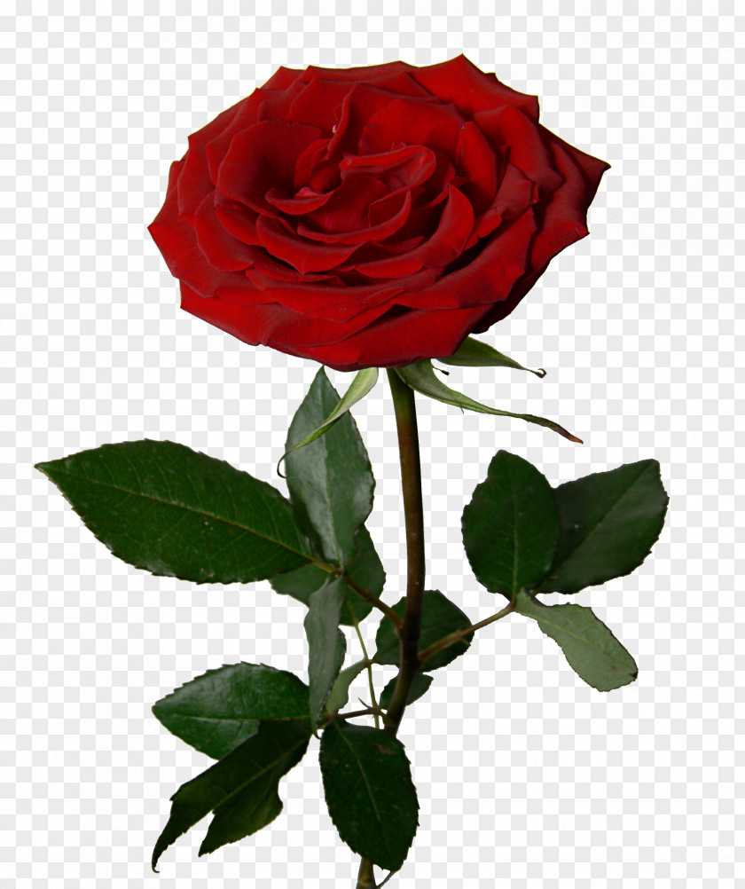 Rose Vector Garden Roses Flower Bouquet Clip Art PNG