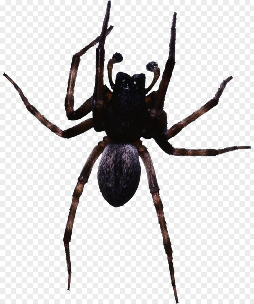Black Spider Web Clip Art PNG