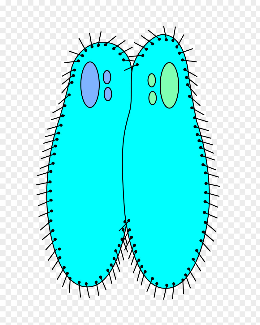 Ciliate Konjugation Biology Protist Unicellular Organism PNG