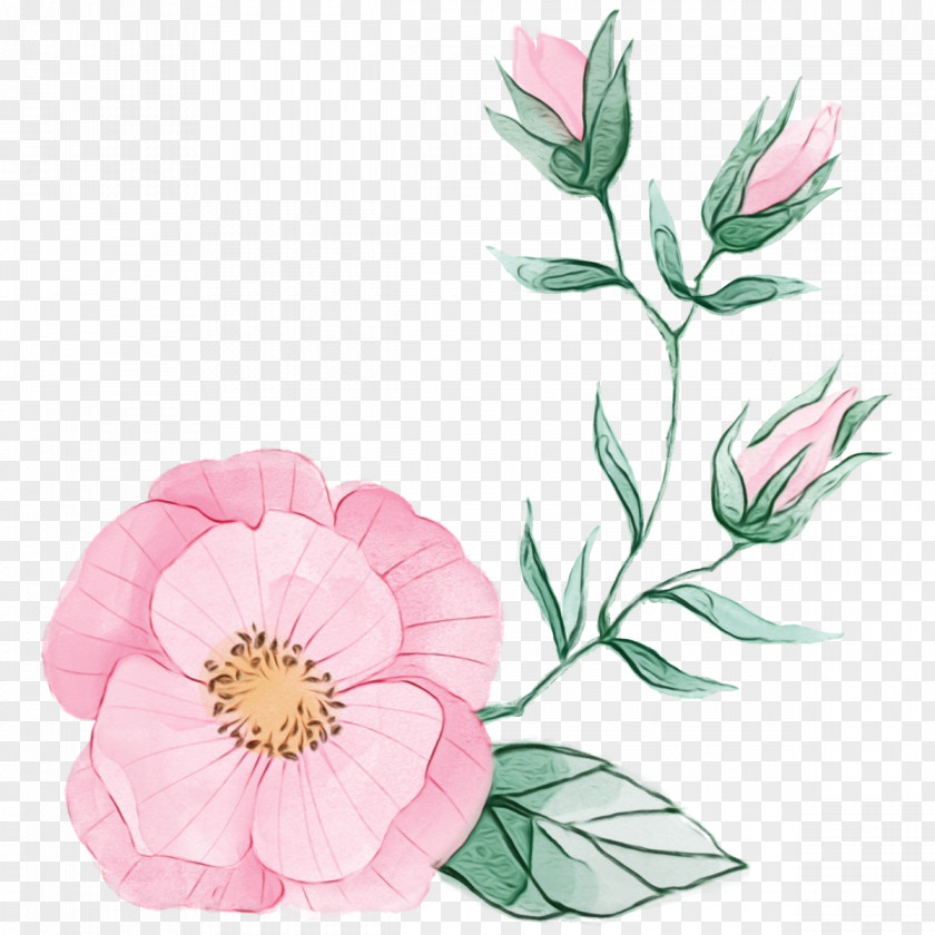 Flower Plant Petal Pink Prickly Rose PNG